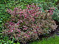 Weigela florida Monet IMG_6809 Krzewuszka cudowna